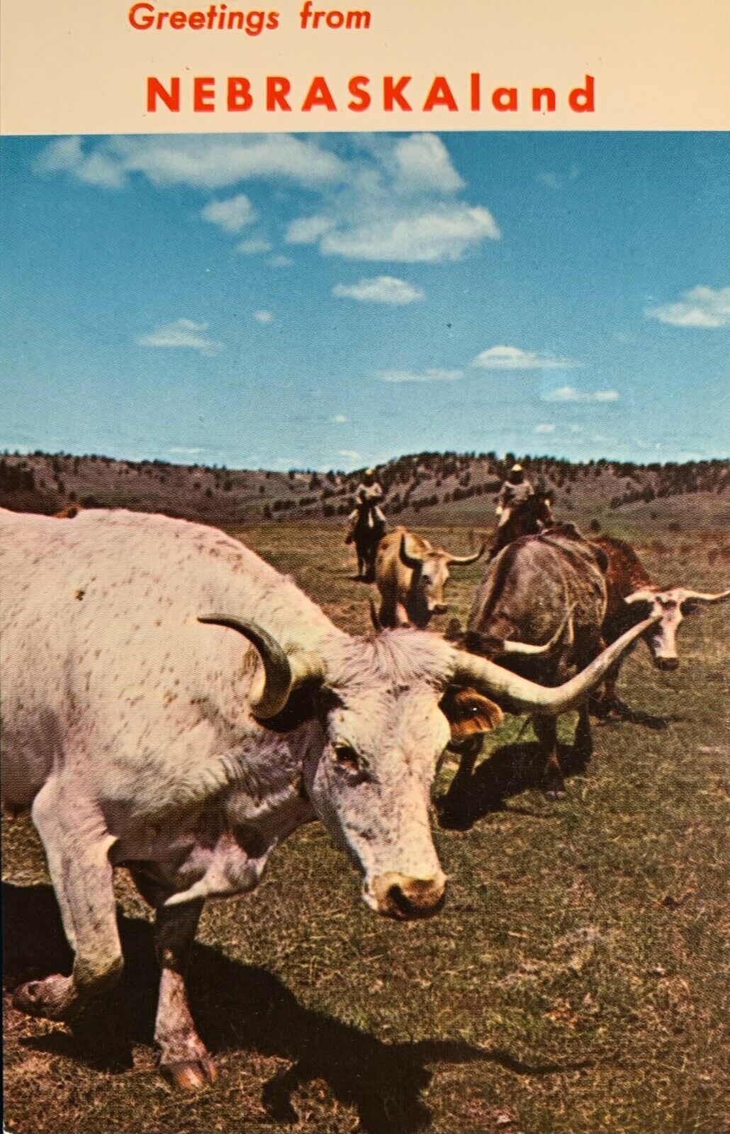 Postcard Of Valentine, Nebraska With Longhorns- Nebraskaland